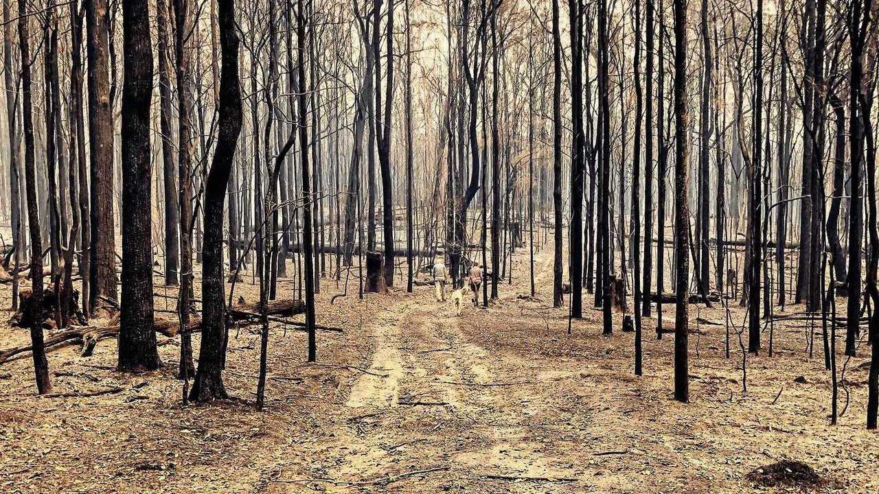 The Liberation Trail fire devastated the landscape around the Orara Valley. Picture: Cyndi Zoranovic