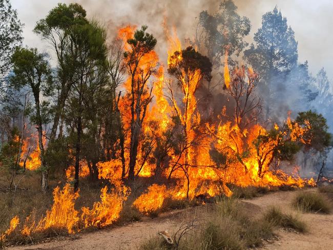 Investigators believe the bushfire lit in Tara earlier in 2023 were an act of arson.