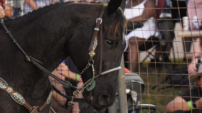 Action from Round 1 of the 2024 Noonamah Tavern Rodeo, Saturday May 26. Picture: Darcy Jennings.