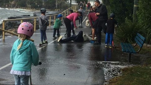 A man slipped over on Marine Pde during high swells in 2016. Picture: Supplied