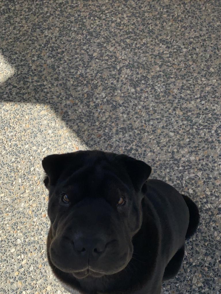 Baloo waiting for his breakfast. Picture: Jayde Gottschall