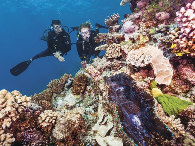 Scuba diving at Agincourt Reef, Tropical North Queensland.