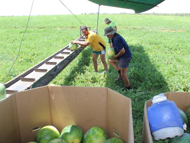 Bernie and Matty Jack Davies picking their famous watermelons