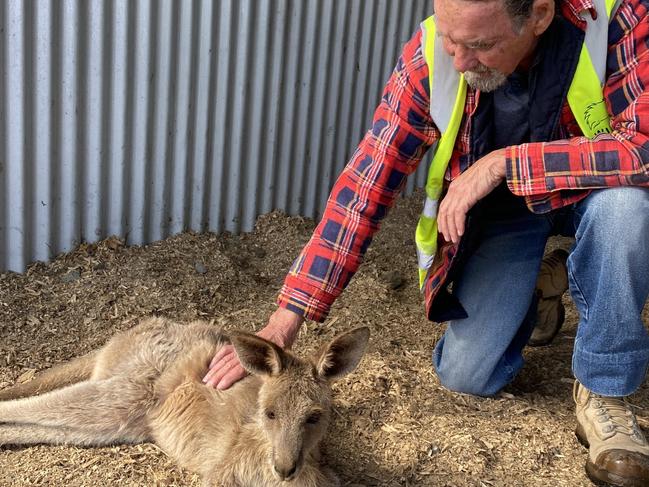 A roo awakening: Cars, poison and pets killing wildlife