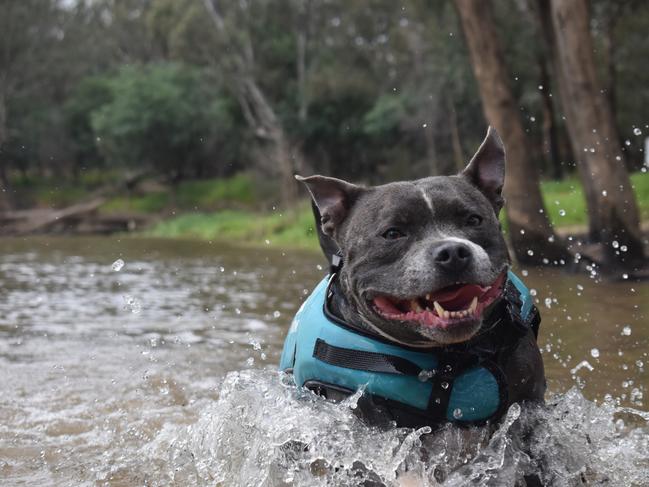 Chase the cheeky Staffy loves splashing around in the Murray. Picture: Micaela Hanlon, Plenty.