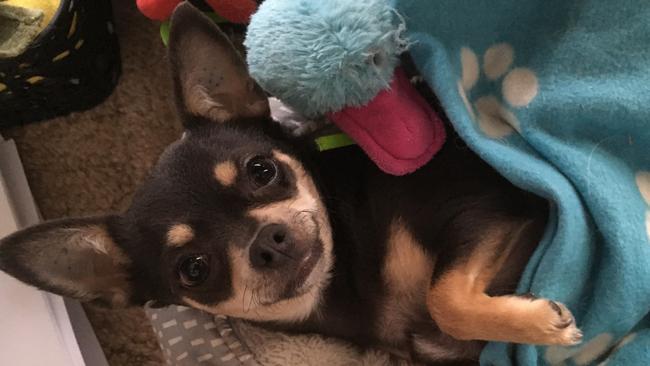 Opal the chihuahua, sent in by Bernadette Graham, Ingle Farm.