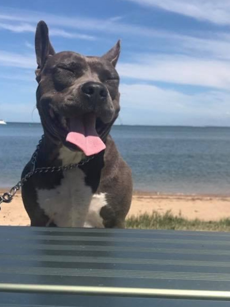 Just chilling by the beach at Pelican Park with Willow the beautiful American staffy. Picture: Shikiya