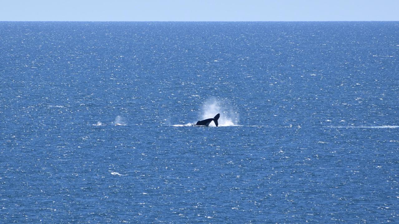 Whales breaching off the Mackay coast as they swam past Lamberts Lookout on Sunday. Picture: Rae Wilson