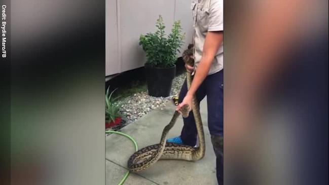 Electrician on the job catches a python