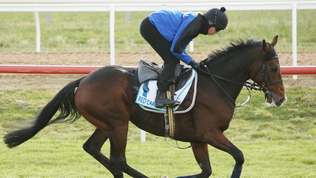 Red Cardinal gallops at Werribee.