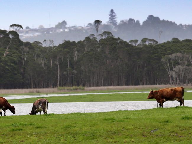 Flooded farm land at Latrobe. Picture Chris Kidd