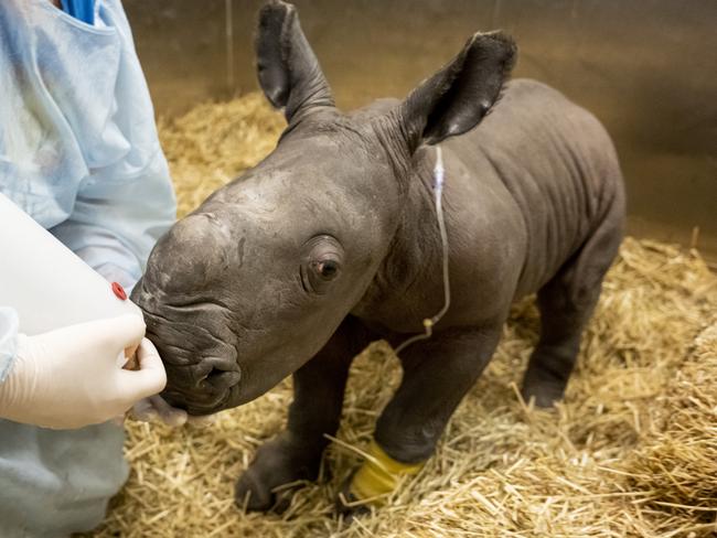 Werribee Open Range Zoo is celebrating the arrival of a Southern white rhino calf – the first calf of this threatened, species to born at the zoo in almost a decade., First-time mother Kipenzi [pronounced: Kip-en-zee] gave birth just before 4am on Tuesday [March 21] to the female, calf who weighs just over 60 kilograms.