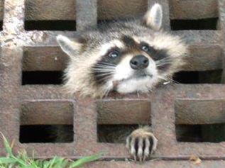 Raccoon stuck in a sewer grill. Photo: Town of Framingham - Department of Public Works Facebook.