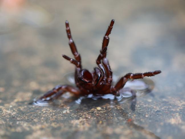 The Australian Reptile Park is issuing a warning to the public with the prediction of an influx of funnel-web spiders. Picture: Australian Reptile Park