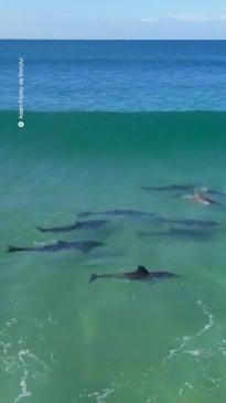 Dolphins surf off NSW coast