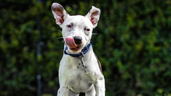 Three-month-old Eve the Bull Arab/American Staffordshire Bull Terrier who is up for adoption at the RSPCA in Wacol. Picture: Nigel Hallett