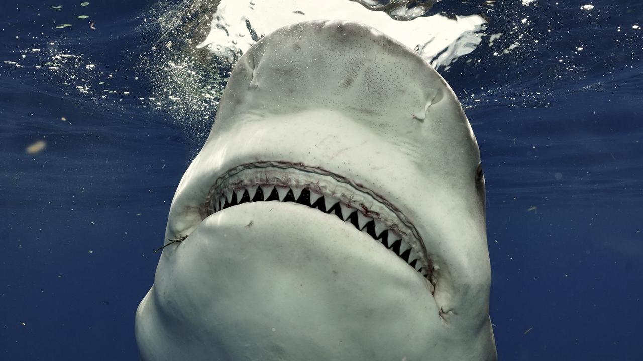 Closeup pic of Great white shark flashing rows of teeth : r