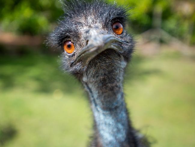 SYDNEY, AUSTRALIA - NCA NewsWire Photos SEPTEMBER, 8, 2020: An Emu is seen at Symbio Wildlife Park in Helensburgh, NSW. Picture: NCA NewsWire/Bianca De Marchi