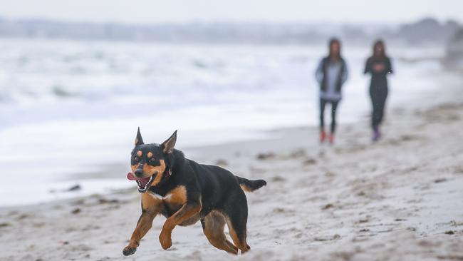 Should dog walkers be fined, not just for not picking up after their pet, but if they are caught without a poop-scoop or dog poo bag?