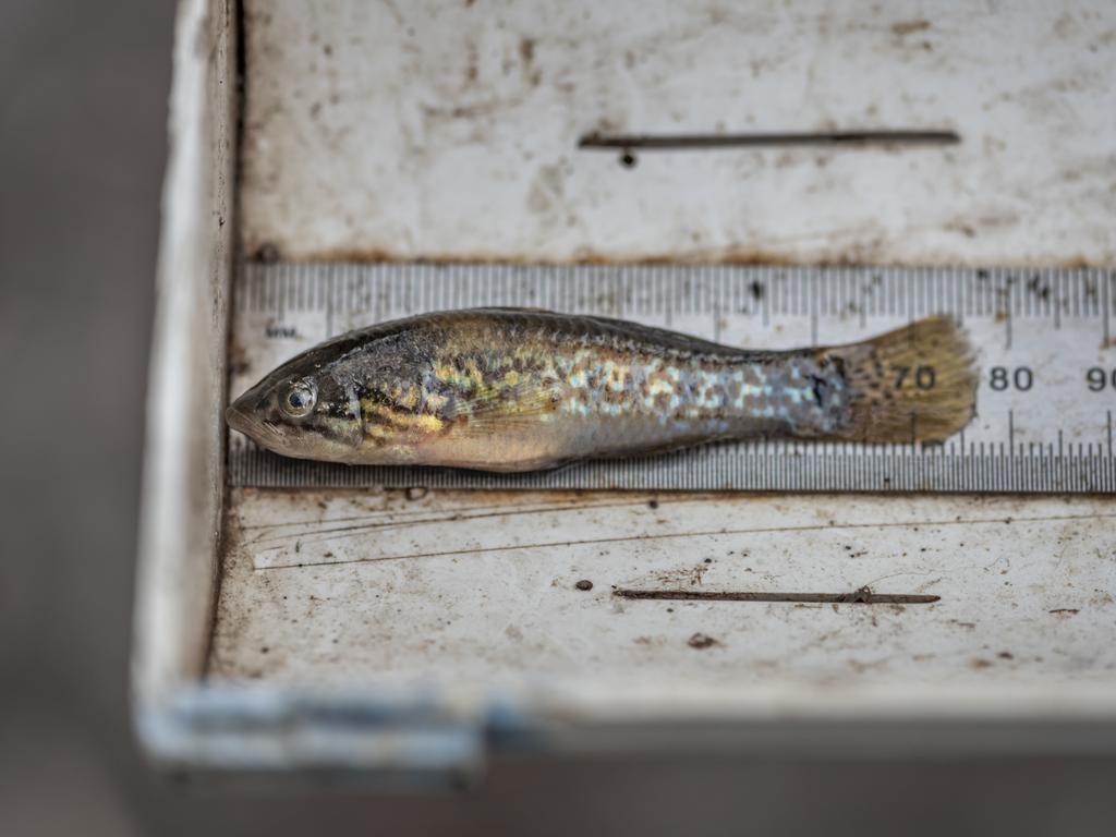 The Southern Purple Spotted Gudgeon is a tiddler with a tale to tell. Picture: Doug Gimesy