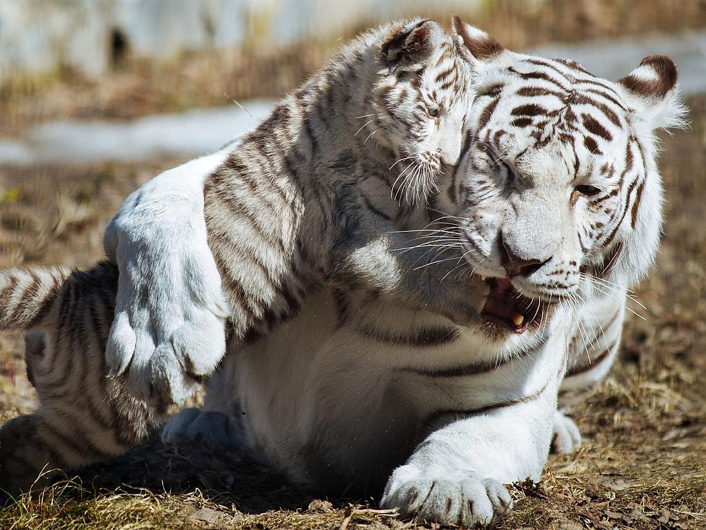 Adorable white tiger cub bare its fangs as mum takes a well-deserved rest -  World News - Mirror Online