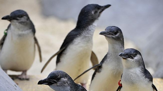  Penguins at the Royal Melbourne Zoo in their new enclosure which is part of the new Wild sea exhibit. 