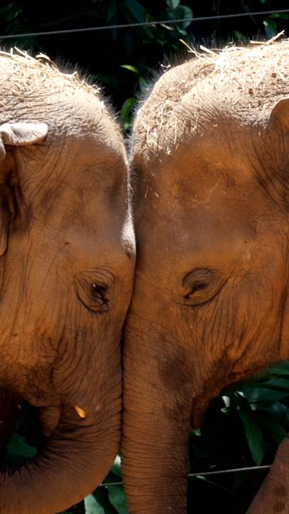 Elephants ready for new Werribee Zoo home