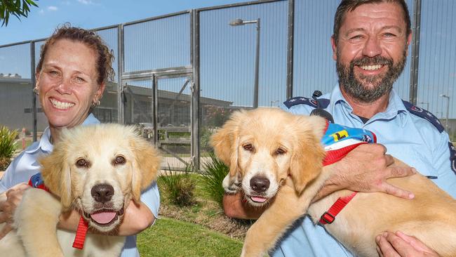 GRAFTON, AUSTRALIA - Sydney Telegraph. Pictured: L-R Manager Inmate Services, Clarence Correctional Centre, Cherie Goodwin holding Clarence Assistance Pups Program participant, 12 week old Golden retriever, Bambi with Dept General Manager, Security and Operations, Clarence Correctional Centre, Dave White with 12 week old Golden retriever, Brooklyn at Clarence Correctional Centre. December 13th, 2024: Picture:ÃDylan Coker