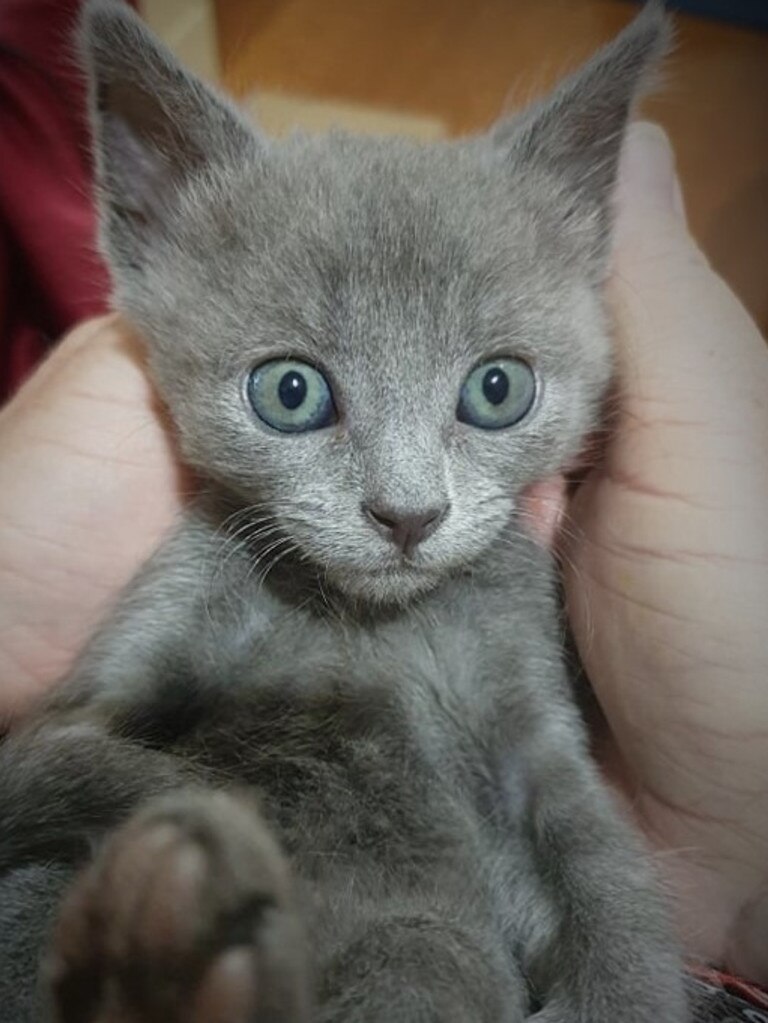 Baby Biscotti the Rescue Kitten enjoying kisses. Picture: Karen Grohn