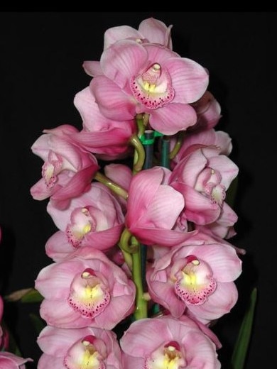 <i>Cymbidium</i>, ‘Valley Olympic Lachie’.