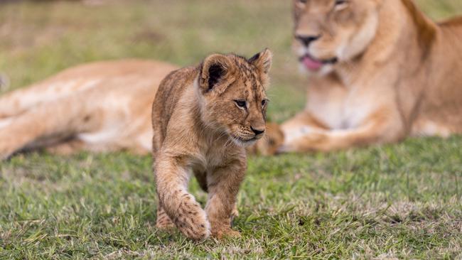 Out and about: One of the plucky creatures takes a walk around the habitat. Picture: Supplied