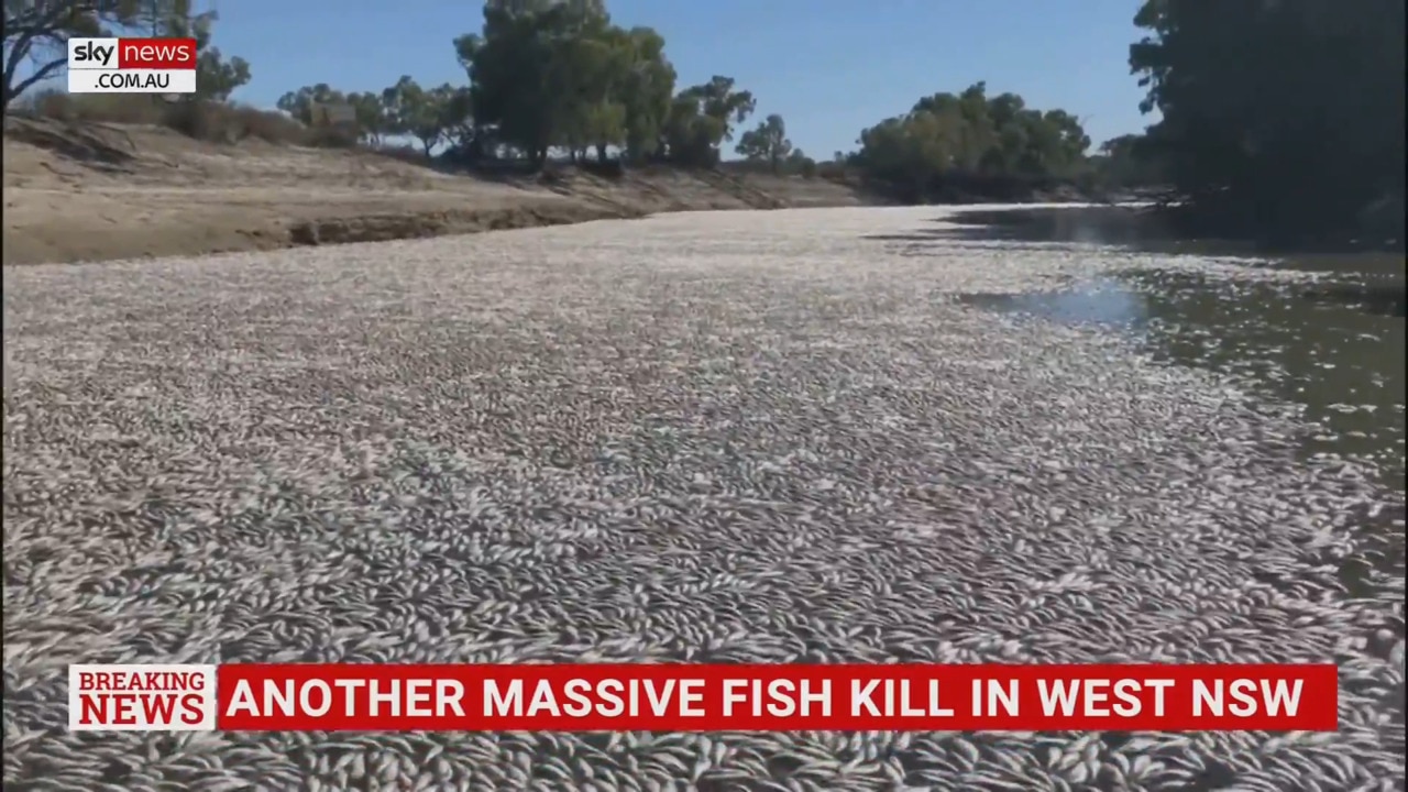 Australia: Millions of dead fish wash up in river near outback