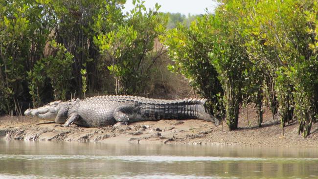 A monster croc believed to be 8m long was spotted on the banks of the Roper River almost two years ago. PICTURE: Supplied