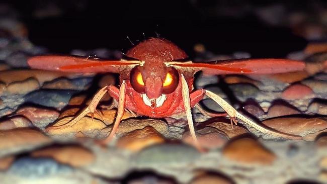 BIG SUPRISE: Jodie Zarebski saw this moth at her Moore Park home after returning home from work. Picture: Contributed