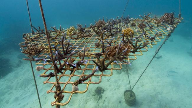 One of the hanging gardens of coral fragments used by cruise operators to replant coral. Picture: Tourism and Events Queensland