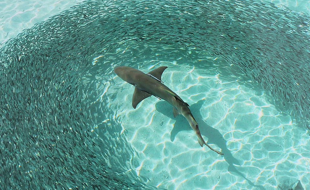 Shark sighted in Yamba canal | Daily Telegraph