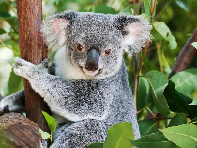 HOLD - Animals - Currumbin.A koala at Currumbin Wildlife Sanctuary.Picture: NIGEL HALLETT