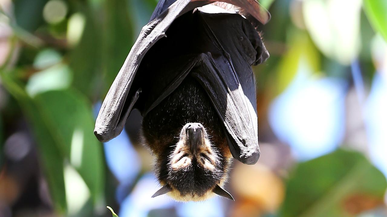 Wildlife carers warn about record number of flying fox deaths in Cairns ...