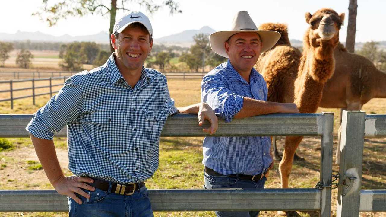 Founders Jeff Flood and Paul Martin at Summer Land Camels. Photo by Christine Sharp. Picture: Christine Sharp