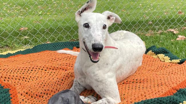 Bylong Park will offer greyhounds a lifelong home.