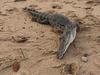 Rangers determine Esplanade croc’s cause of death