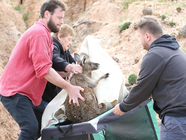 Fauna Rescue SA workers with the kangaroo. Picture: Stephen Laffer