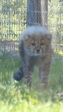 South Australia Zoo welcomes adorable cheetah cubs