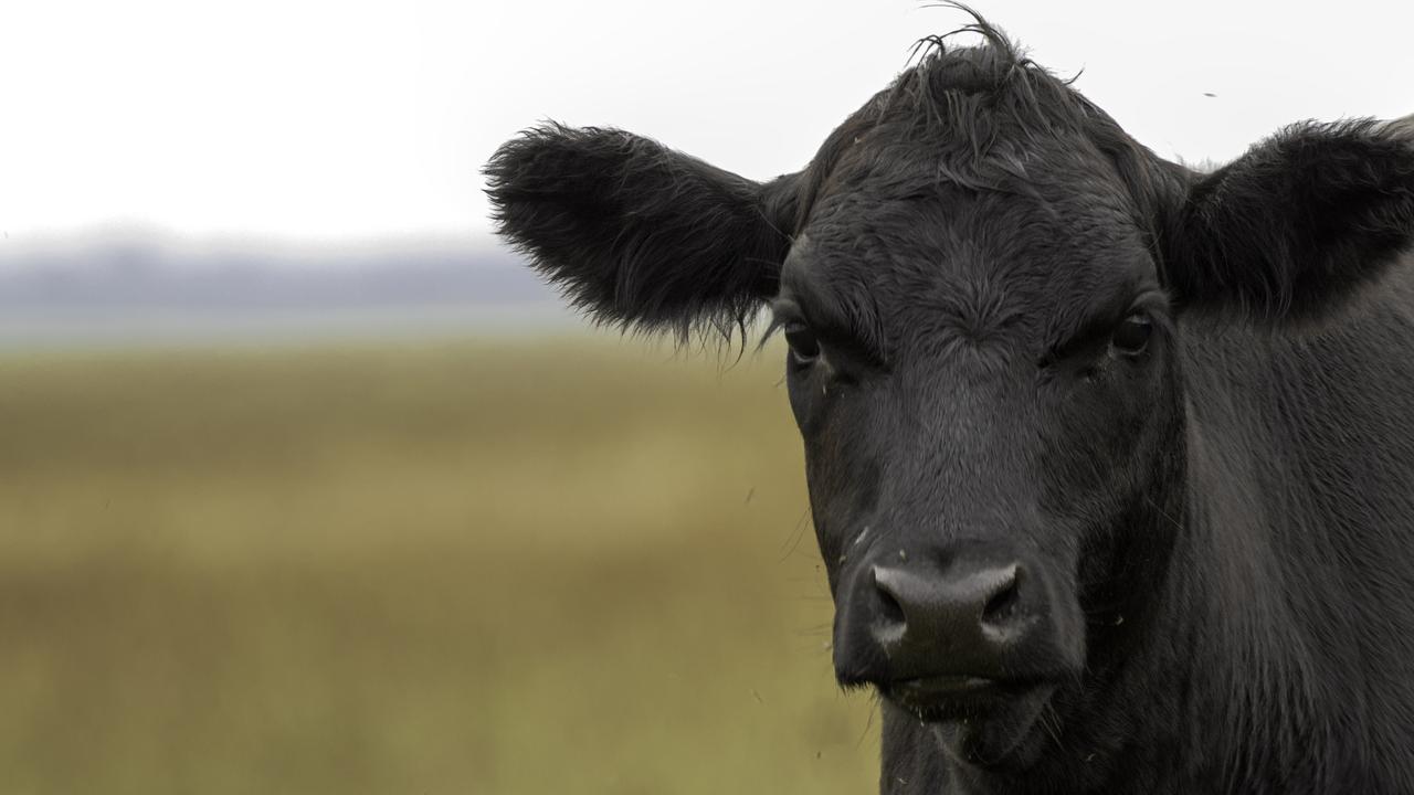 Providing accurate and up-to-date information on-farm underpinned the development of the new Farmbot system being demonstrated at Beef Australia 2021.