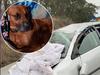 From nightmare to joy: Yoda found safe a week after car crash