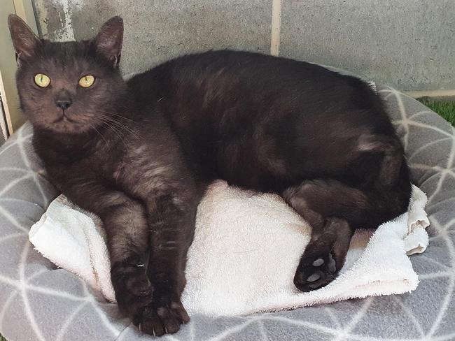 Ferdi, about 6 years old, arrived at Maryborough District Animal Refuge after his owner passed away in February and has been at the refuge ever since.