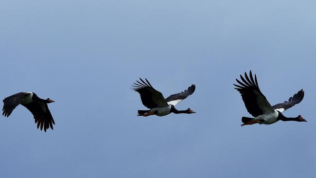 Magpie Geese at Fogg Dam.