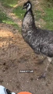 Dirtbiker get harassed by “Frank” the emu 