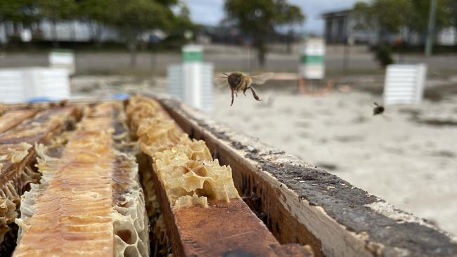 Donovan's Honey, honey bees