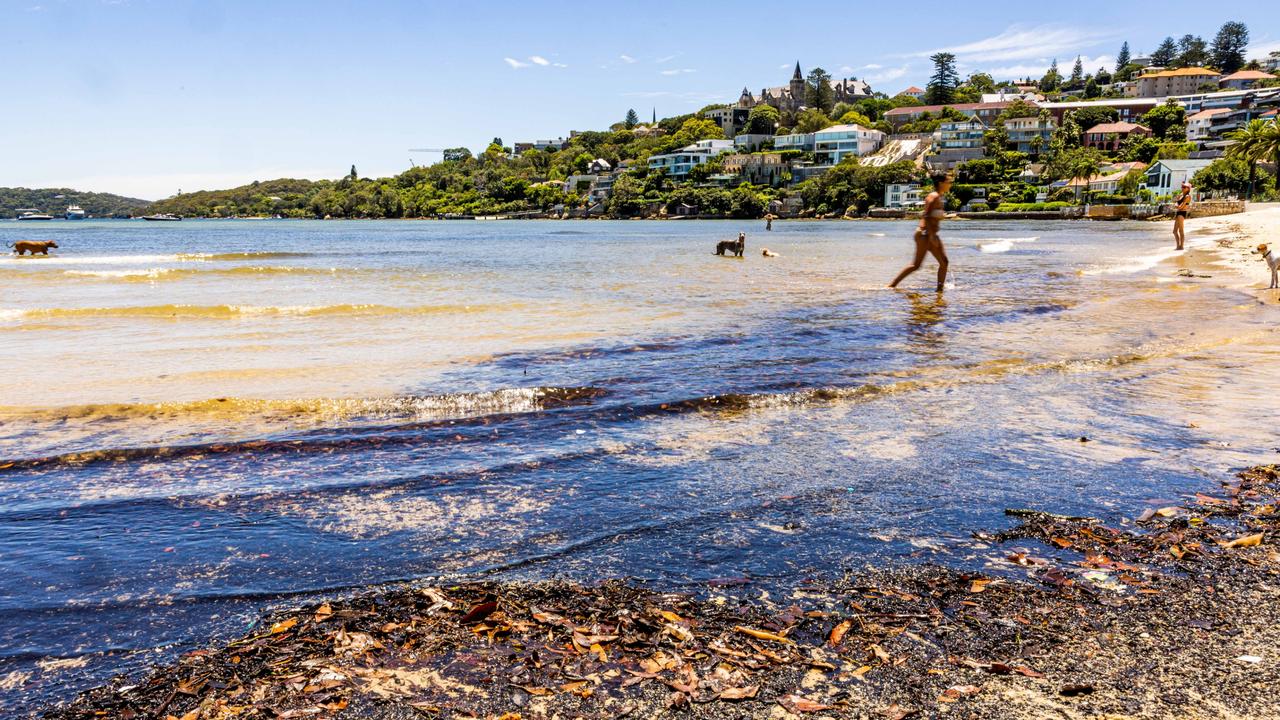 Rose Bay Beach is one of the beaches where the water quality has been affected by the recent wet weather. Picture: NCA NewsWire/ Ben Symons